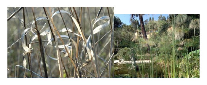 Exposition ABC d'Herbes Abécédaire à Menton