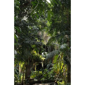 PARIS : L'Année des forêts au Muséum