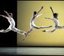 Ballet de Monte Carlo 2009©Alain Hanel